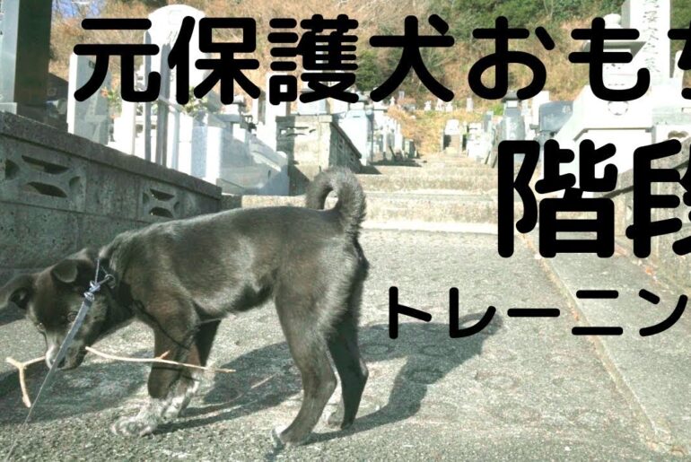 【甲斐犬雑種】地獄の階段トレーニングなおもち【保護犬】