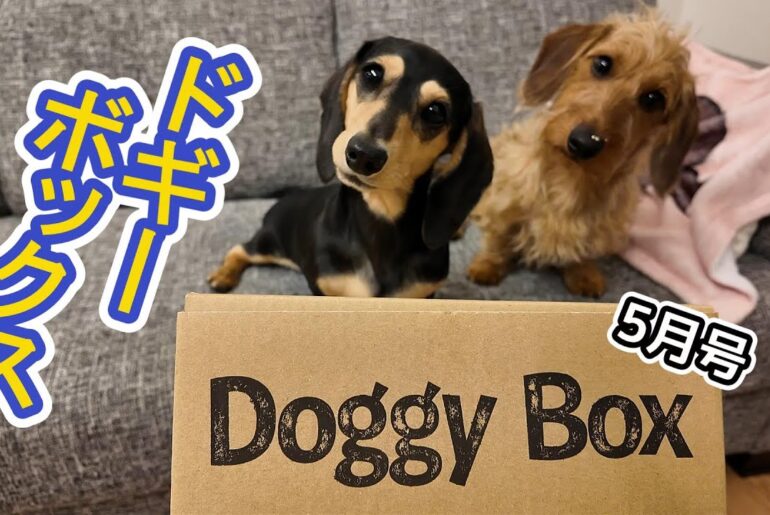 Doggy Box（ドギーボックス）のおもちゃを奪い合う【ミニチュアダックスフンド】5月号