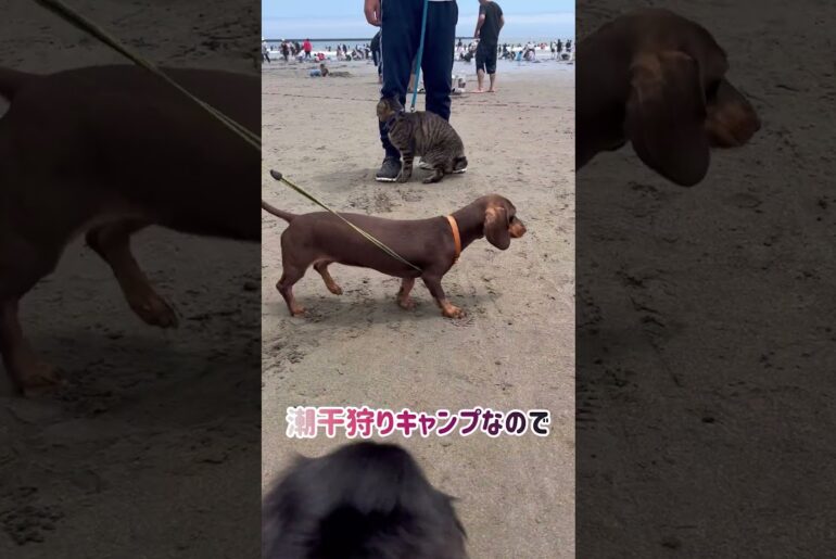 【狆とミニチュアダックスのMIX犬＆保護猫】キャンプと海にデビューした日ハイライト