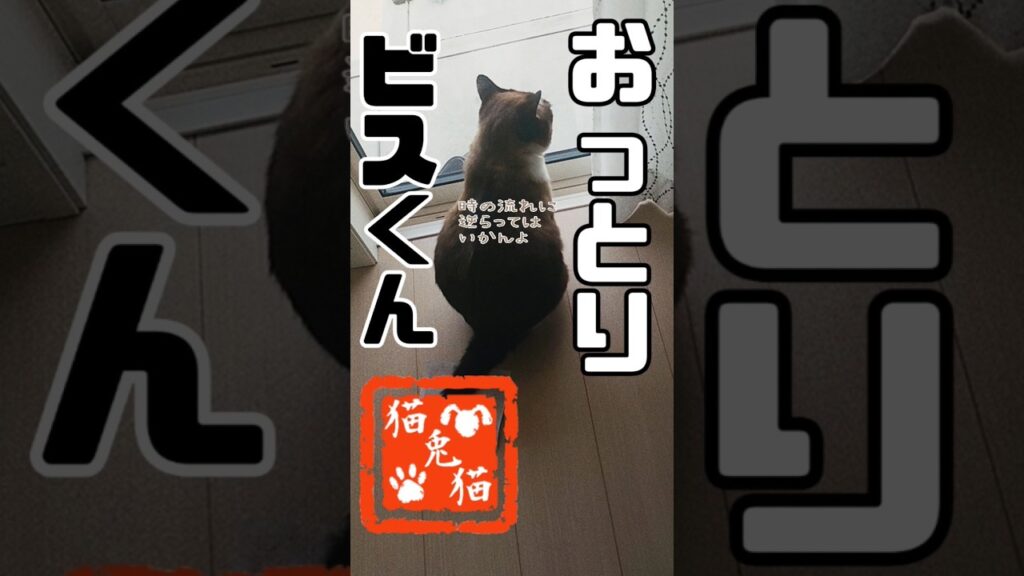 【おっとり猫】お家でチル〜[Relaxing cat] Spend a peaceful time at home〜 #shortsvideo #短い動画 #今夜はブギーバック#水星 #にゃんとにゃん