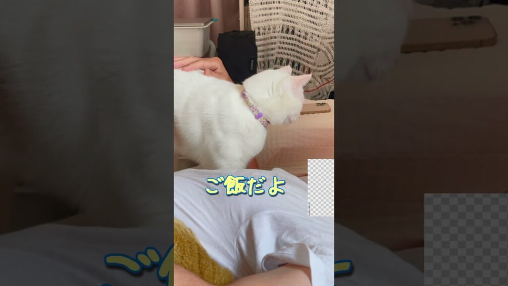 絶対に起こしたい弟猫と起きたくないパパ 絶対に起こしたい弟猫と起きたくないパパ