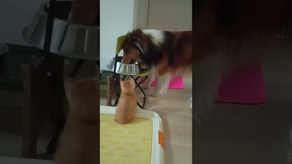お兄わんがご飯食べ終わるまで待つ茶とら子猫らいらい #cat #シェルティ大好き #animals #シェルティ #cutestanimals #dog #cute