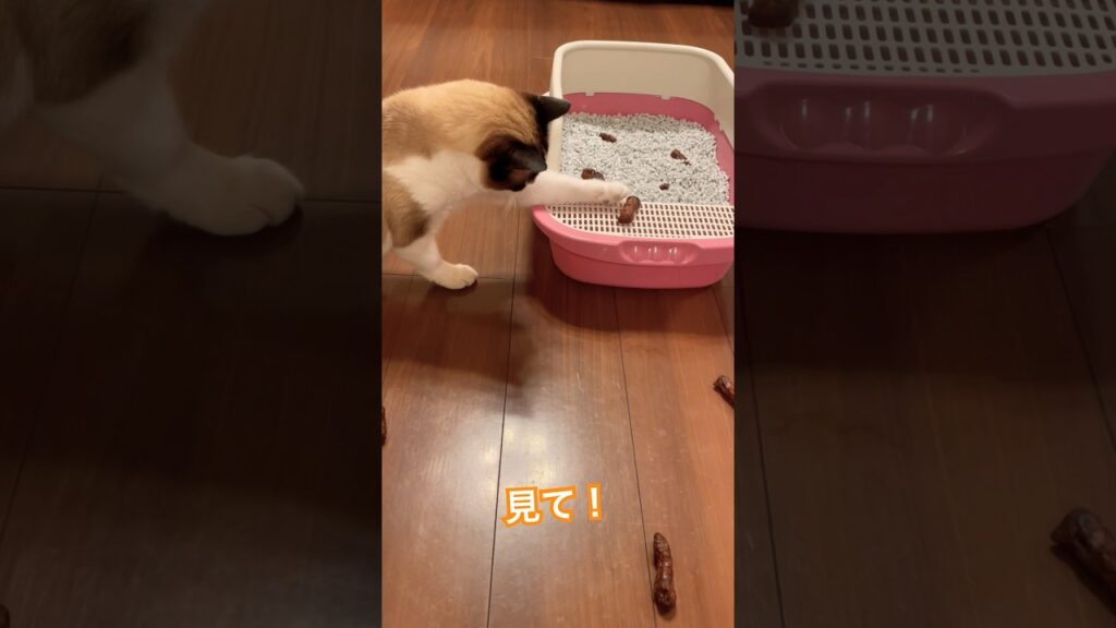なぜ床にう〇ち落ちてる…? #shorts #cat #funnyvideo なぜ床にう〇ち落ちてる…? #shorts #cat #funnyvideo