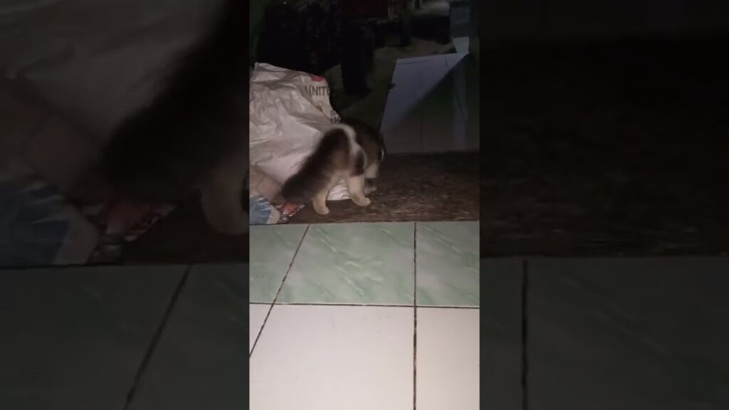 kucing anggora kucing hias pecinta kucing cat lover kucing anggora kucing hias pecinta kucing cat lover