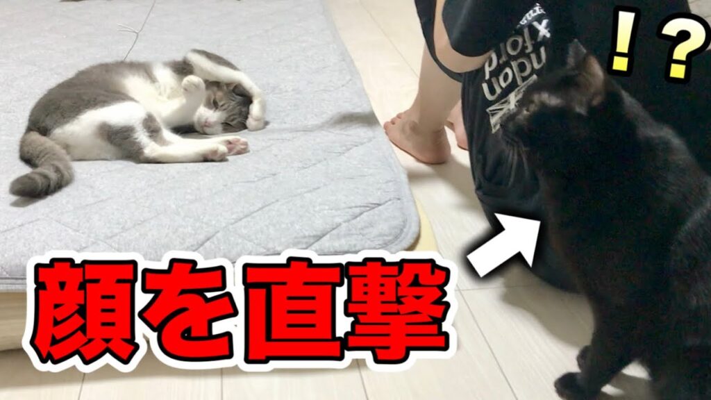 猫じゃらしが顔面直撃であまりの痛さに星が降る猫 猫じゃらしが顔面直撃であまりの痛さに星が降る猫