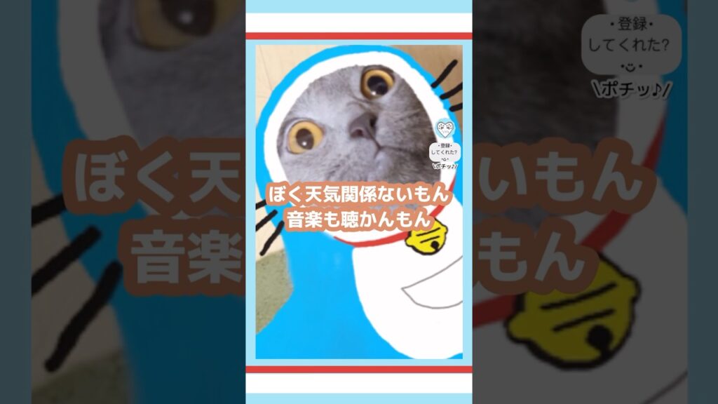 #ILLIT さんのこの曲どうしても頭の中で#ドラえもん の歌に変わっちゃう🙉#아일릿  #猫 #cat #doraemon #kpop #シャルトリュー  #chartreux #도라에몽