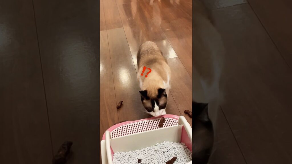 臭くないう〇ちが落ちてる…? #shorts #cat #funnyvideo 臭くないう〇ちが落ちてる…? #shorts #cat #funnyvideo