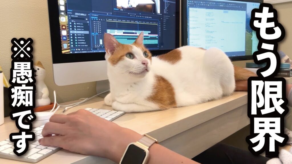 【甘えんぼ猫】ダメダメ主婦の愚痴と娘と師匠の距離がさらに近づいた話 【甘えんぼ猫】ダメダメ主婦の愚痴と娘と師匠の距離がさらに近づいた話