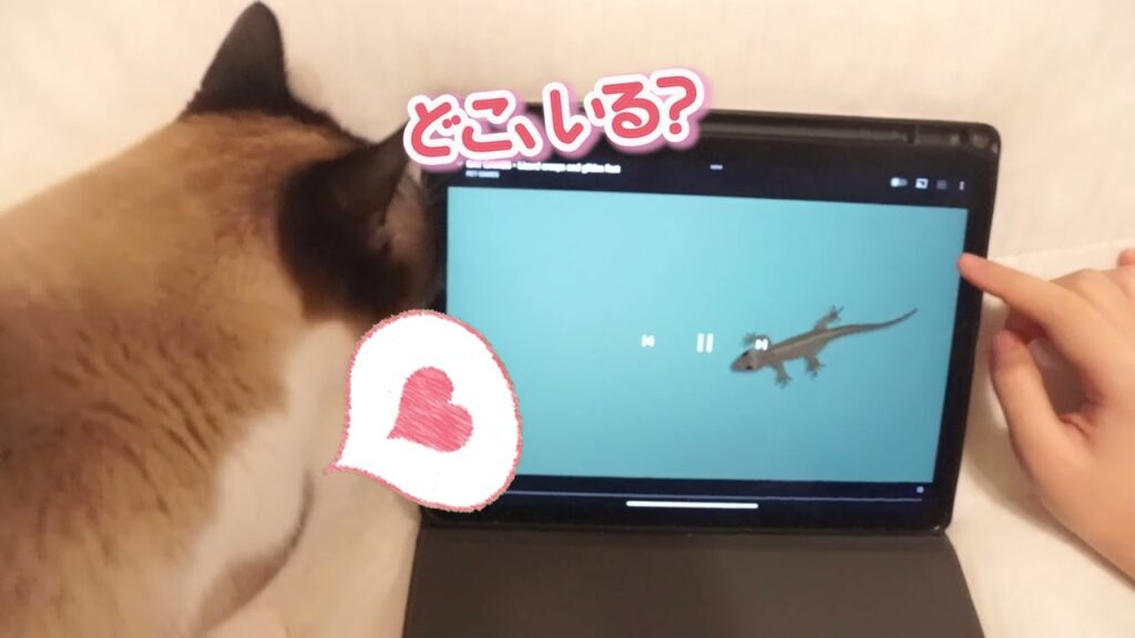 夏バテしたでぶ猫とヤモリゲームに夢中なスノーシュー猫ケア 夏バテしたでぶ猫とヤモリゲームに夢中なスノーシュー猫ケア