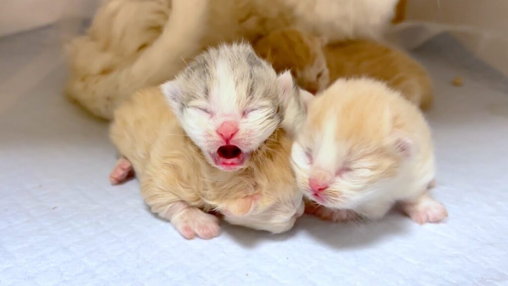 【マンチカンの子猫】新しい命の誕生で子猫観察を始めた件 ~猫のいる生活Vol.1001~出産動画 マンチカン短足・ミヌエット・ペルシャ猫専門ブリーダー『ペット蔵人』【子猫の成長記録】 【マンチカンの子猫】新しい命の誕生で子猫観察を始めた件 ~猫のいる生活Vol.1001~出産動画 マンチカン短足・ミヌエット・ペルシャ猫専門ブリーダー『ペット蔵人』【子猫の成長記録】