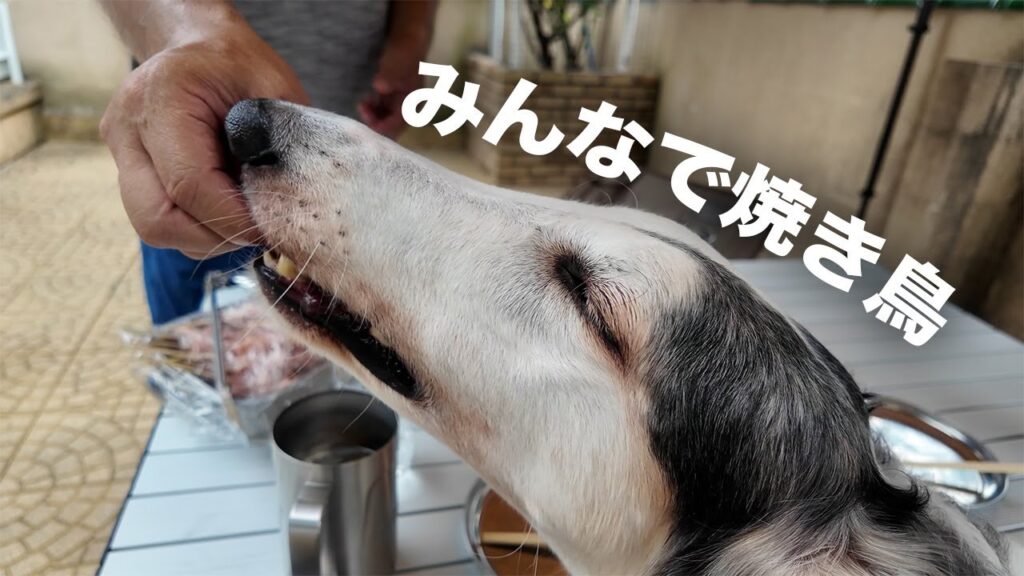 【焼き鳥】今日は庭で焼き鳥パーティをしました♪アヴィにとっては初めてのお外ご飯！！楽しんでもらえたかな！？