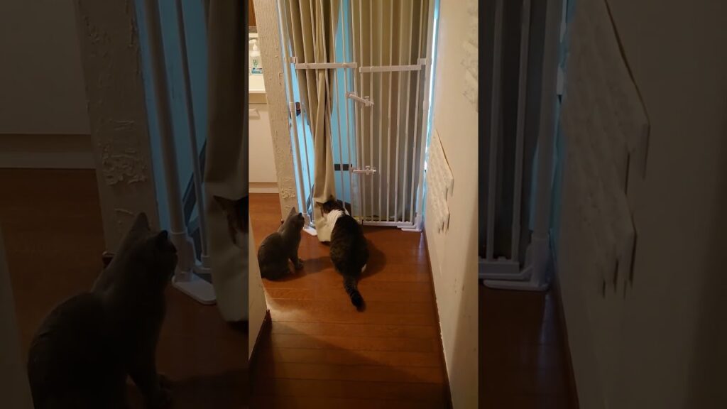 【猫動画】後輩猫に扉の開け方を教えようとする猫 #shorts #猫 #ネコ #シャルトリュー #cat #ねこ #子猫 【猫動画】後輩猫に扉の開け方を教えようとする猫 #shorts #猫 #ネコ #シャルトリュー #cat #ねこ #子猫