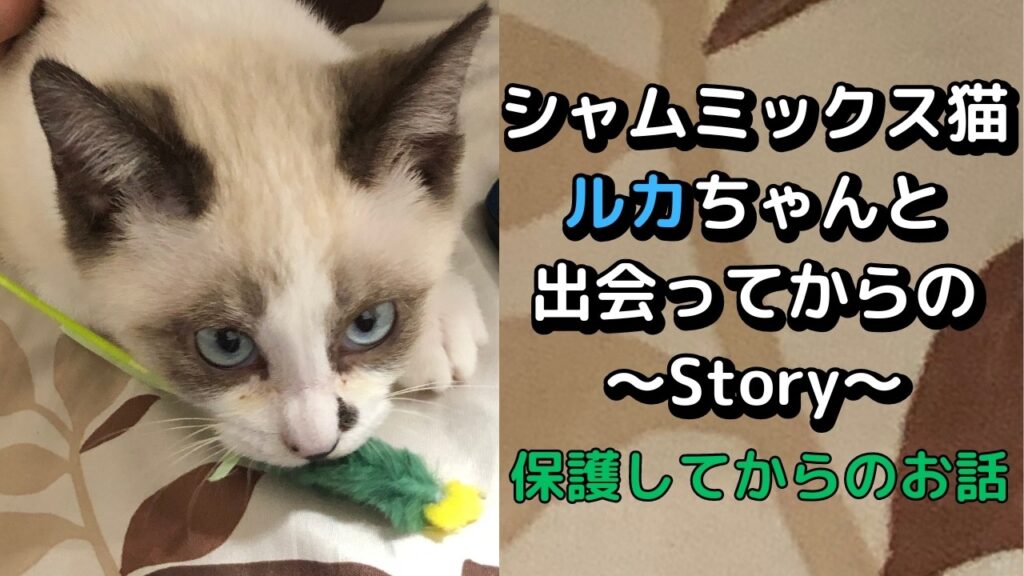 【保護猫】。子猫と成猫で別猫!?シャムミックス猫ルカちゃんと出会ったときからのお話 【保護猫】。子猫と成猫で別猫!?シャムミックス猫ルカちゃんと出会ったときからのお話