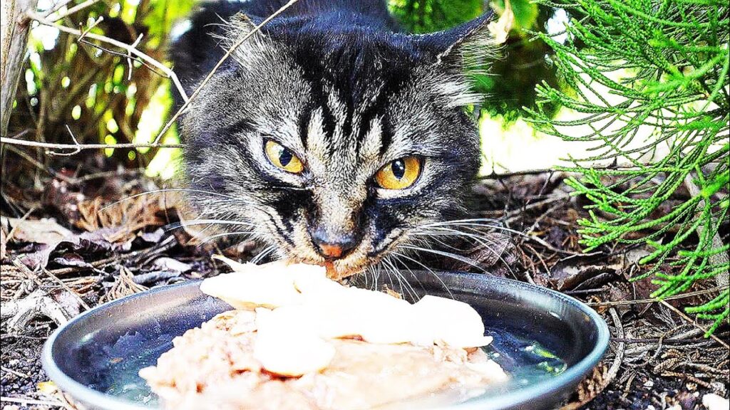 猛暑日にサイベリアン?と噂の長毛猫にご飯をあげると・・・ 猛暑日にサイベリアン?と噂の長毛猫にご飯をあげると・・・