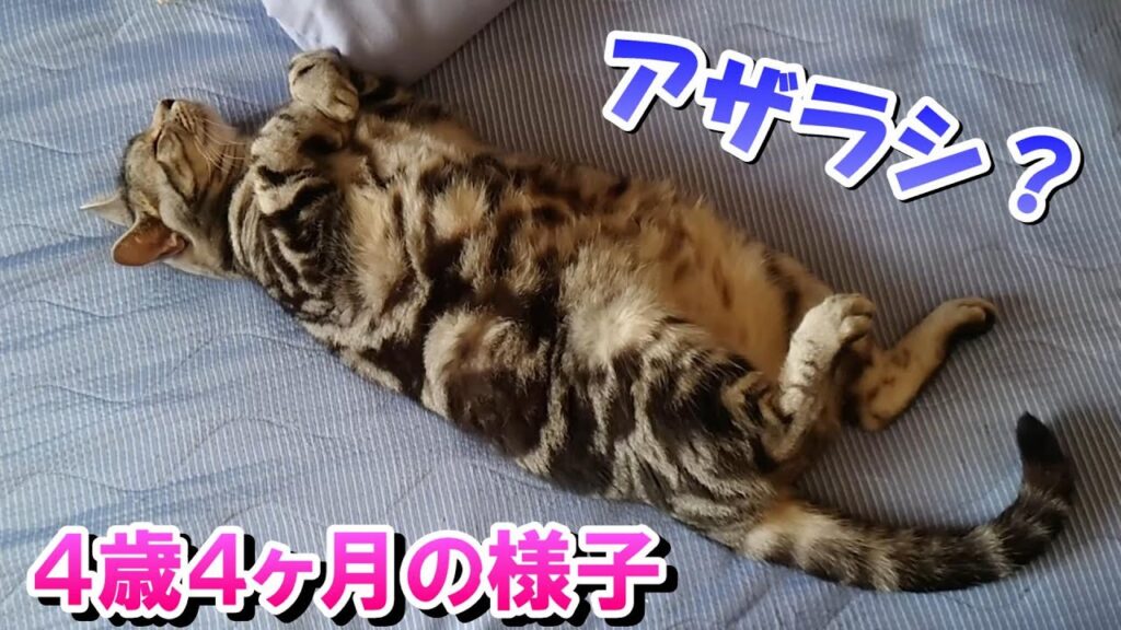 4歳4ヶ月の様子(アメリカンショートヘアのソラ) 4歳4ヶ月の様子(アメリカンショートヘアのソラ)