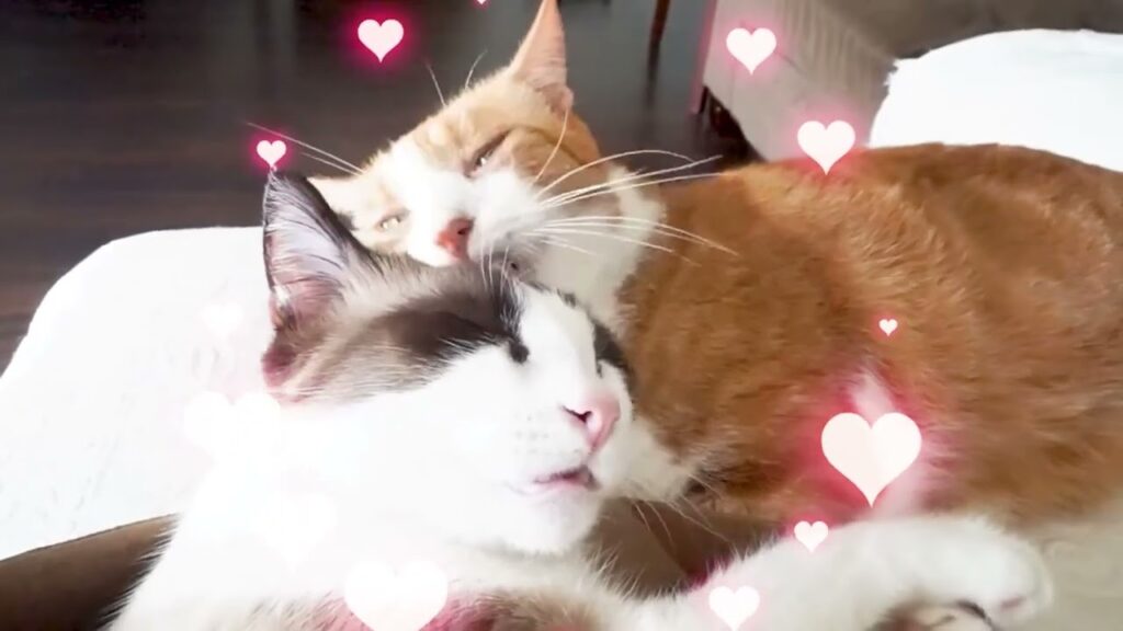 どうしてこうなっちゃう?猫の習性? Cat behavior どうしてこうなっちゃう?猫の習性? Cat behavior