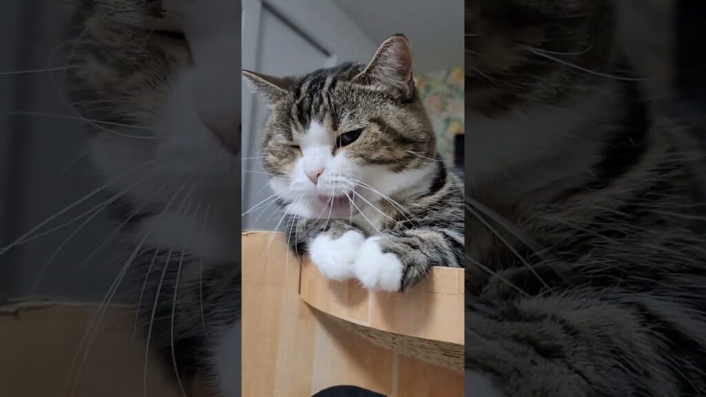 可愛いアクビ♡自然体の短足ねこ🎵《ほのぼの😸ねこの森💓》 可愛いアクビ♡自然体の短足ねこ🎵《ほのぼの😸ねこの森💓》