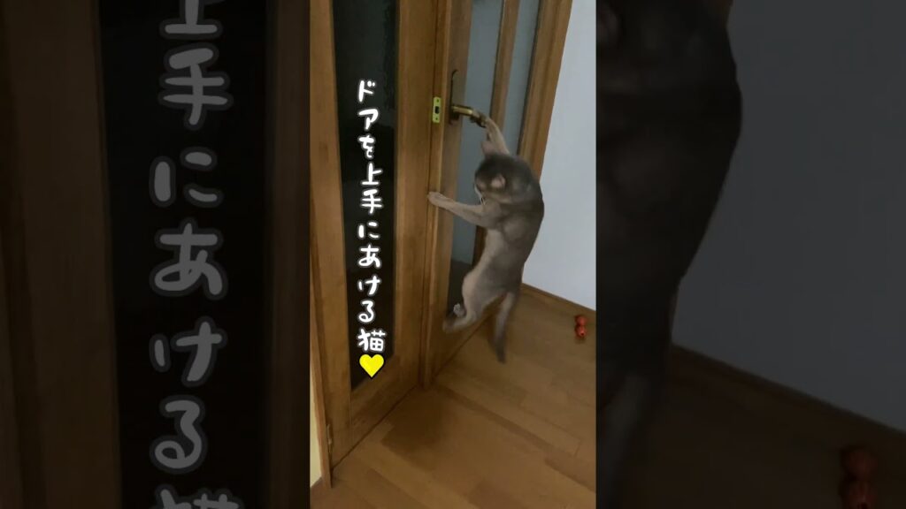 ドアを上手にあける猫 #shorts #アビシニアン #ドアを開ける猫