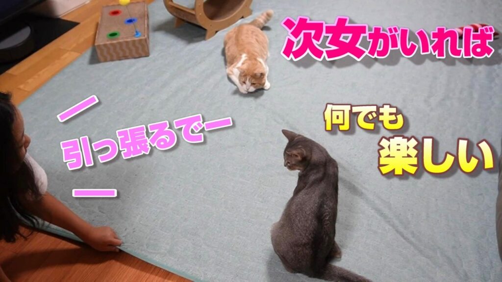 一緒に居たら何でも楽しめる猫と次女【スコティッシュフォールド】【アビシニアン】 一緒に居たら何でも楽しめる猫と次女【スコティッシュフォールド】【アビシニアン】