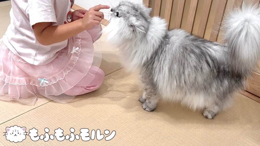 猫と小さな女の子が仲良くなりました 【サイベリアン】