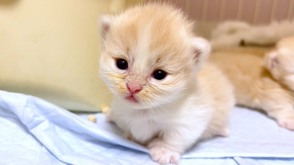 【マンチカンの子猫】おっとりした女の子が可愛い件 ~猫のいる生活Vol.1005~出産動画 マンチカン短足・ミヌエット・ペルシャ猫専門ブリーダー『ペット蔵人』【子猫の成長記録】 【マンチカンの子猫】おっとりした女の子が可愛い件 ~猫のいる生活Vol.1005~出産動画 マンチカン短足・ミヌエット・ペルシャ猫専門ブリーダー『ペット蔵人』【子猫の成長記録】