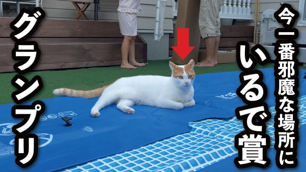 【甘えんぼ猫】画期的な策を思いついたので決行しようと思ったら邪魔された… 【甘えんぼ猫】画期的な策を思いついたので決行しようと思ったら邪魔された…