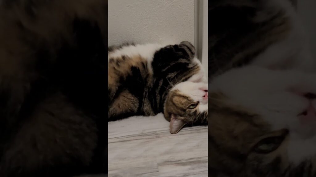 これ‥寝顔です♡目を閉じるのを完全に忘れて寝落ちした短足ねこ🎵《ほのぼの😸ねこの森💓》 これ‥寝顔です♡目を閉じるのを完全に忘れて寝落ちした短足ねこ🎵《ほのぼの😸ねこの森💓》