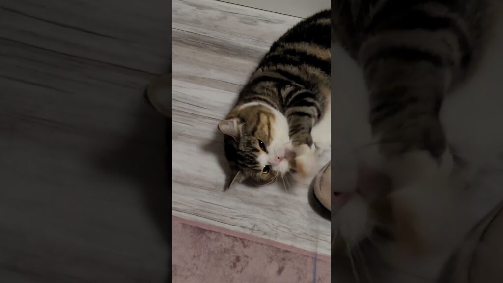 急に面倒くさくなる♡ハードな動きは限界がある短足ねこ🎵《ほのぼの😸ねこの森💓》 急に面倒くさくなる♡ハードな動きは限界がある短足ねこ🎵《ほのぼの😸ねこの森💓》