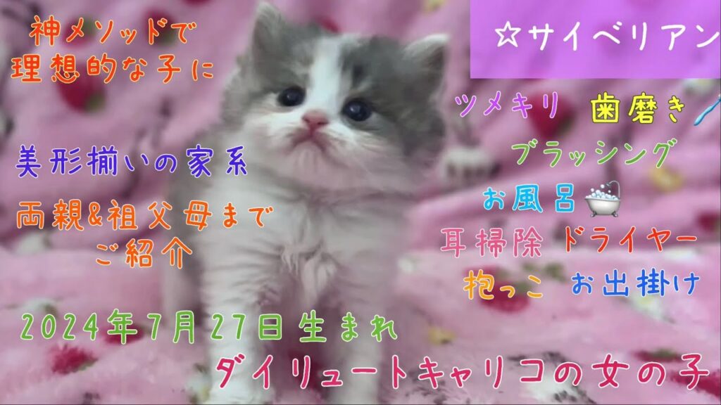 【ナナハチ’s ROOM】サイベリアン☆ダイリュートキャリコの女の子❷ 20240903 【ナナハチ’s ROOM】サイベリアン☆ダイリュートキャリコの女の子❷ 20240903