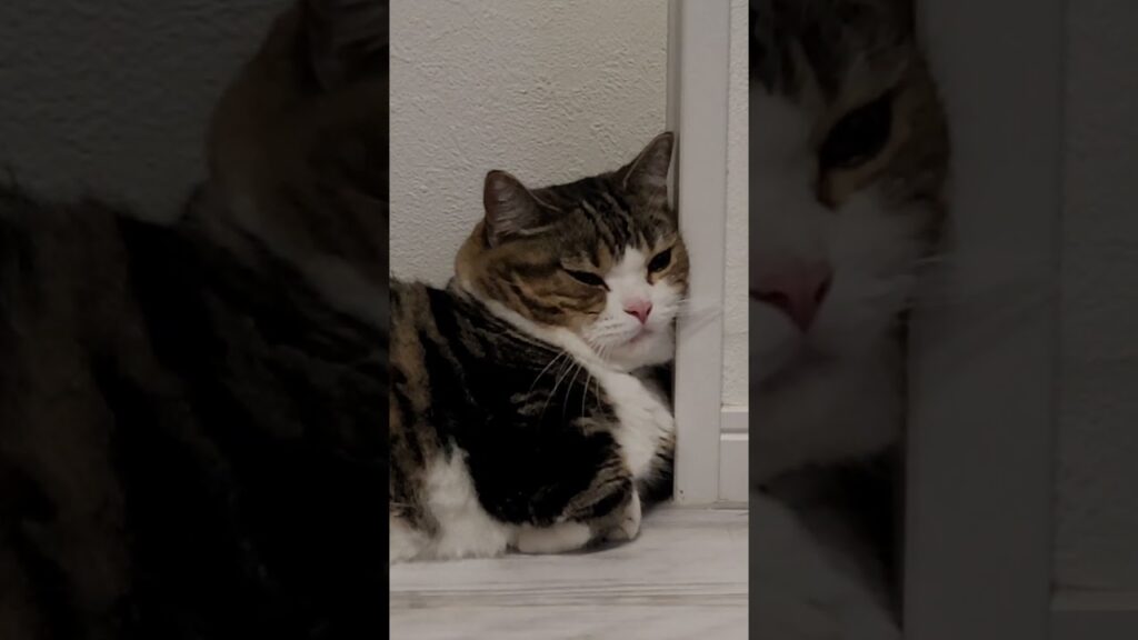 すみっこ大好き‥♡ほのぼのとした可愛い猫🎵《ほのぼの😸ねこの森💓》 すみっこ大好き‥♡ほのぼのとした可愛い猫🎵《ほのぼの😸ねこの森💓》