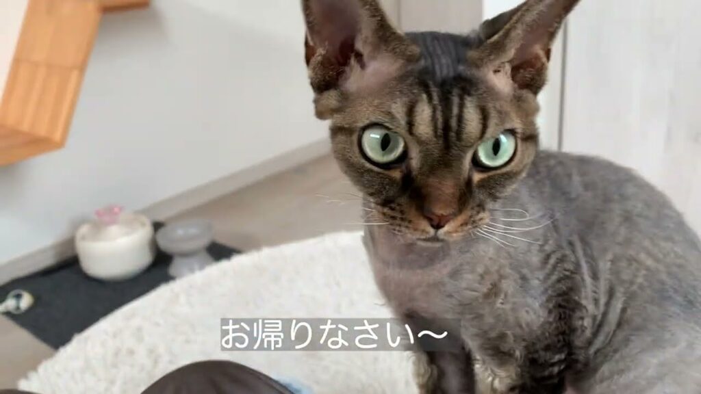 デボンレックス弟がギター練習の邪魔しにきました(Devon Rex cat prevents me from playing the guitar) デボンレックス弟がギター練習の邪魔しにきました(Devon Rex cat prevents me from playing the guitar)