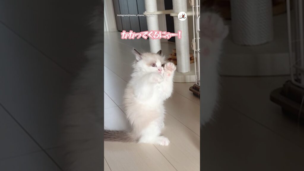 子猫の本気の構え|PECO #ラグドール #子猫 #愛猫家 #子猫のいる生活 #ragdoll #kitten #catlover #kittenlife 子猫の本気の構え|PECO #ラグドール #子猫 #愛猫家 #子猫のいる生活 #ragdoll #kitten #catlover #kittenlife
