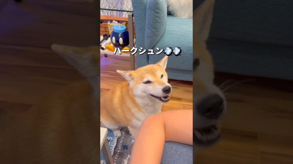 ハックシュン🐶💨#柴犬 #shiba #shorts