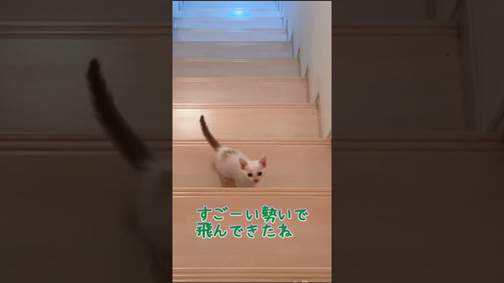 名前を呼ばれて必死に階段を登る赤ちゃん猫集 名前を呼ばれて必死に階段を登る赤ちゃん猫集