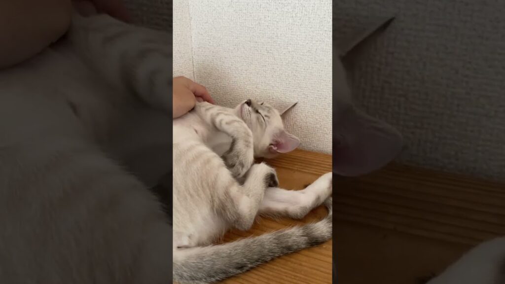 ちょっと顔がいっちゃてる猫　#元保護猫　#シャムトラ　#シャムミックス　#cat #猫耳 #kitten #シャムmix  #子猫 #猫耳