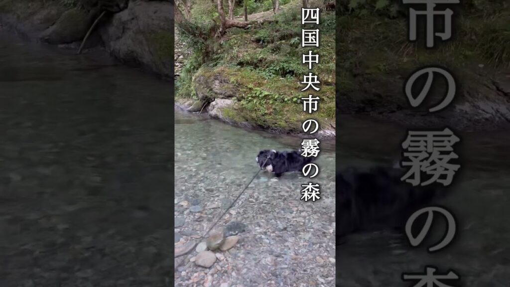 今年の夏もこの遊び!顔つけ大好きなバーニーズマウンテンドッグ#bernesemountaindogs #バーニーズマウンテンドッグ #石拾い #犬の顔つけ #犬の川遊び 今年の夏もこの遊び!顔つけ大好きなバーニーズマウンテンドッグ#bernesemountaindogs #バーニーズマウンテンドッグ #石拾い #犬の顔つけ #犬の川遊び