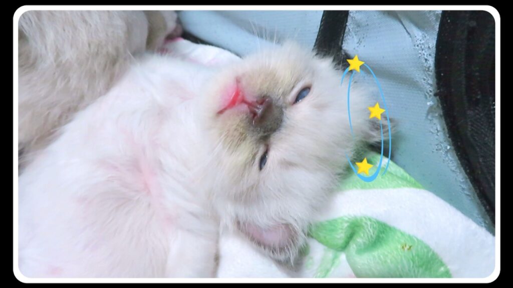【生後31日目】いきなり電池が切れたように寝落ちする子猫 #猫 #子猫 #ラグドール 【生後31日目】いきなり電池が切れたように寝落ちする子猫 #猫 #子猫 #ラグドール