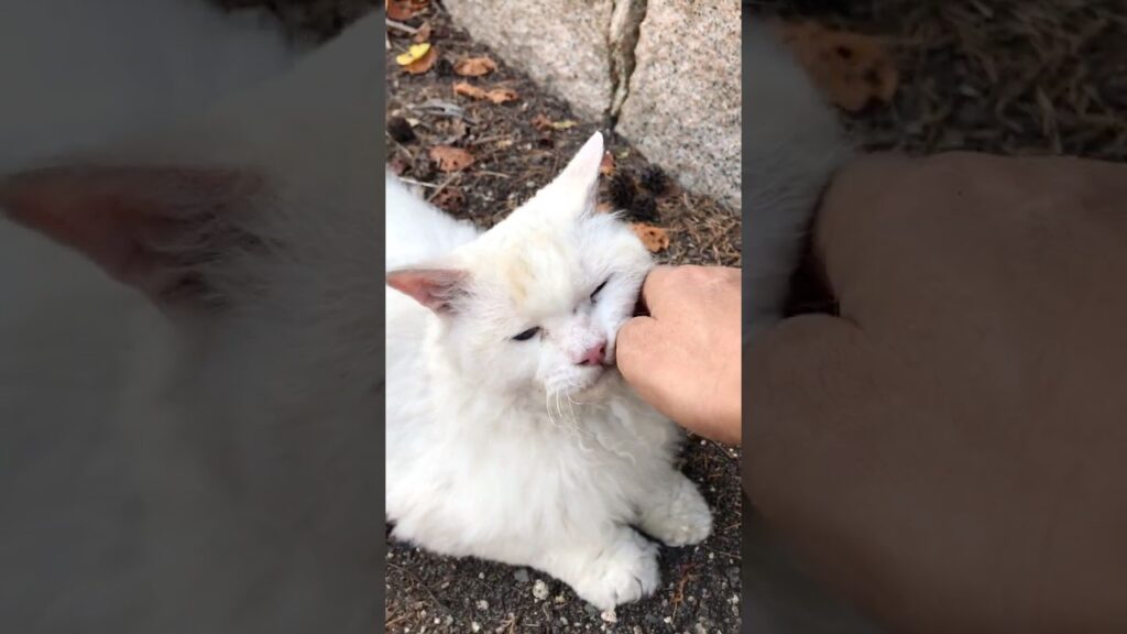 存在感あるふわふわ巻き毛の猫種セルカークレックスが超人懐っこい #Shorts 存在感あるふわふわ巻き毛の猫種セルカークレックスが超人懐っこい #Shorts