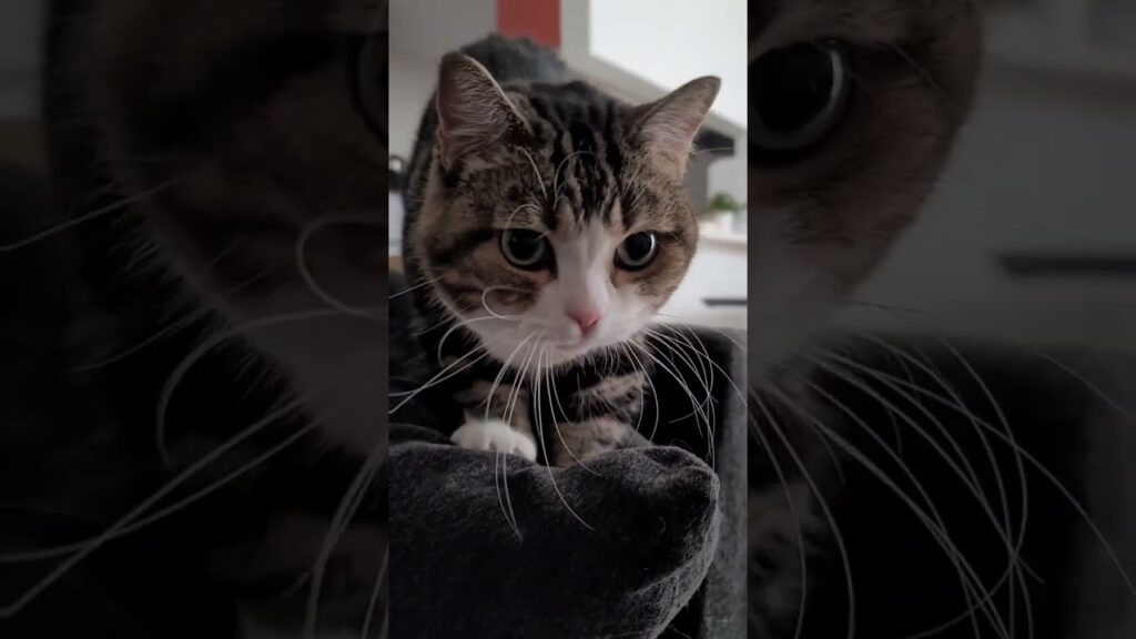 ふみふみはいつも真顔です♡集中した顔が可愛い短足ねこ🎵《ほのぼの😸ねこの森💓》