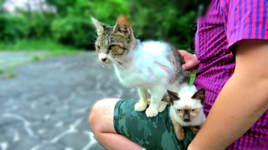 シャム子猫が先に膝に乗って寛いでいるとサバシロ猫も乗って来た シャム子猫が先に膝に乗って寛いでいるとサバシロ猫も乗って来た