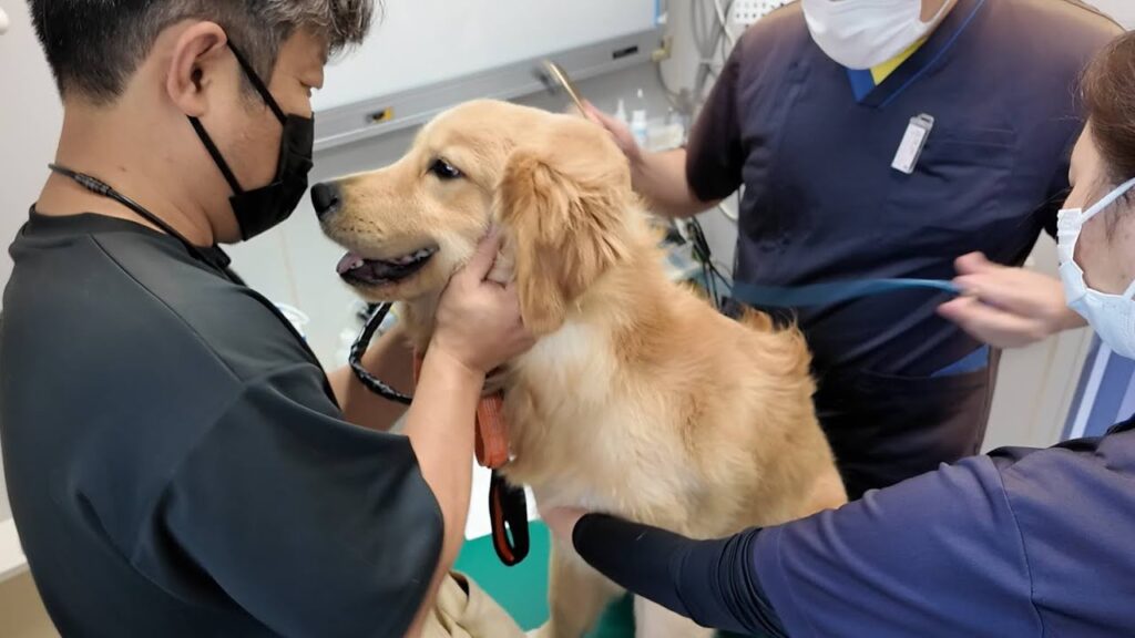 去勢手術・術後の経過と健康診断で病院へ。日々成長する子犬!【Golden Retriever japan】 去勢手術・術後の経過と健康診断で病院へ。日々成長する子犬!【Golden Retriever japan】