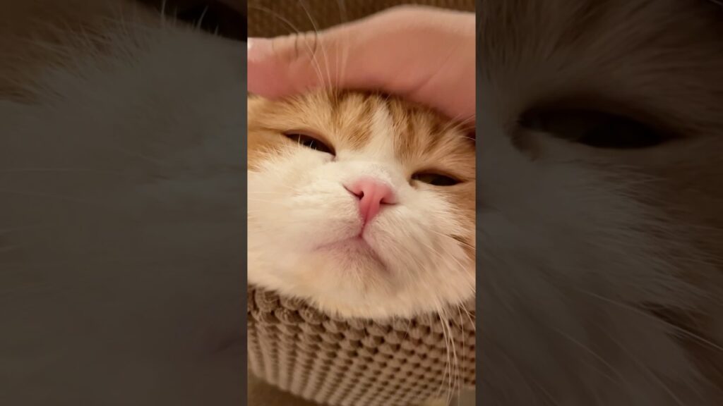 お餅みたいな愛猫 #cat #cats #スコティッシュフォールド #猫のいる暮らし #ねこ #猫
