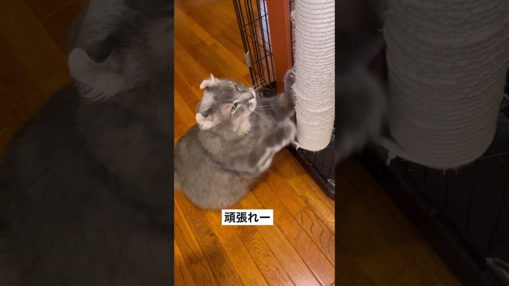 猫動画 #shorts アメリカンカール頑張る