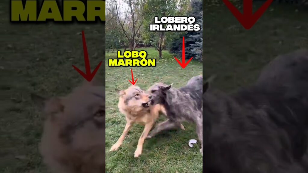 Lobero Irlandés contra Un Lobo/ Demostrando quien es el Alfa #parati