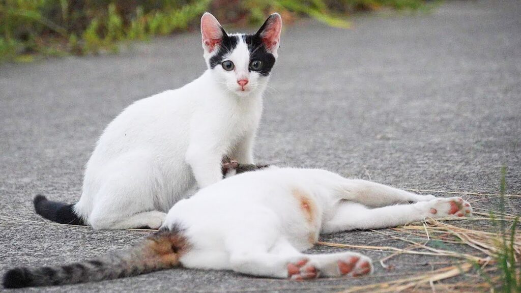 日本の子猫 成猫 野良猫 さくらねこたちにご飯をあげると・・・ 日本の子猫 成猫 野良猫 さくらねこたちにご飯をあげると・・・