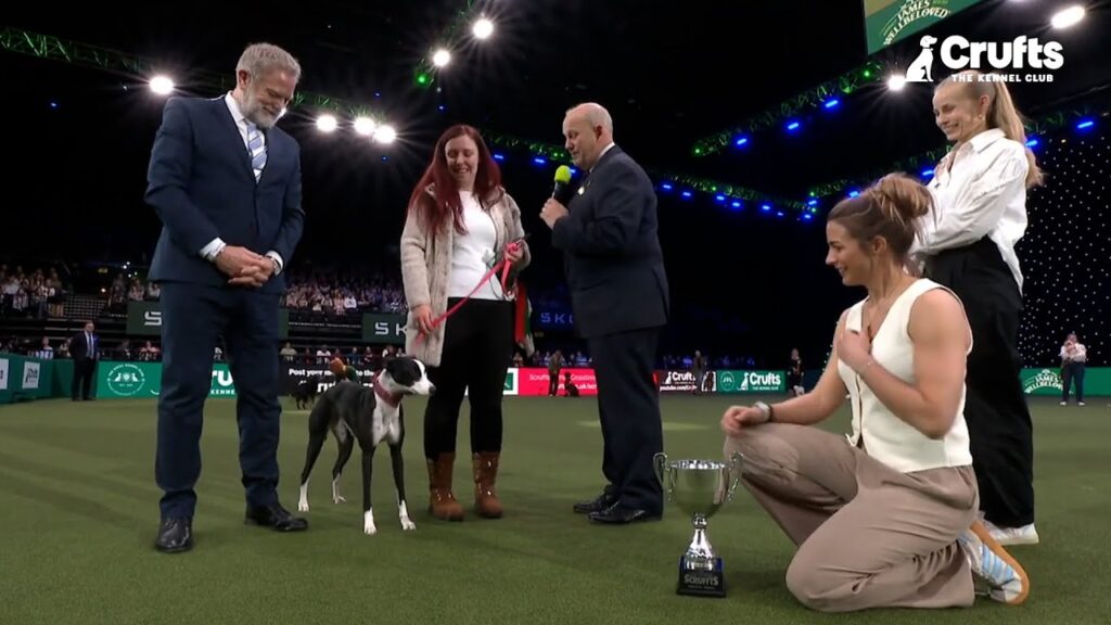 Lurcher Whippet Collie cross Lola scoops Scruffts prize Lurcher Whippet Collie cross Lola scoops Scruffts prize