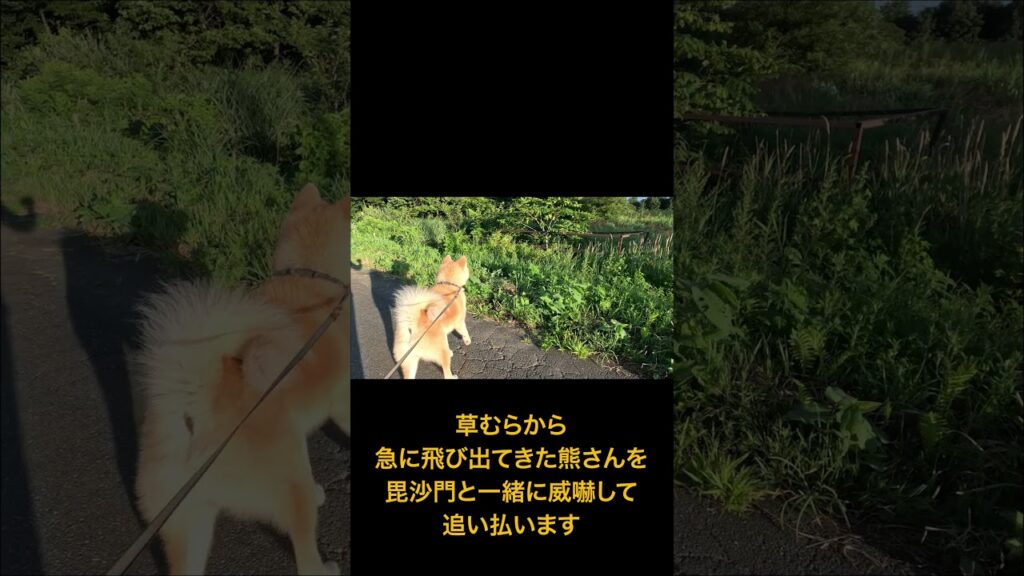 「熊を追い払う秋田犬」BGM無しバージョン ★秋田犬のびしゃもん(毘沙門)★ #akitainu  #散歩