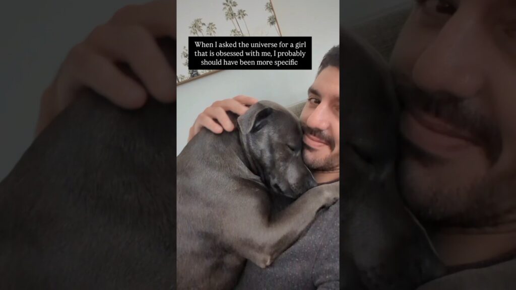 I mean… I’m Not Mad At The Result 🥹🥰 #wouldntchangeathing #bluestaffy #dog #englishstaffy I mean... I'm Not Mad At The Result 🥹🥰 #wouldntchangeathing #bluestaffy #dog #englishstaffy
