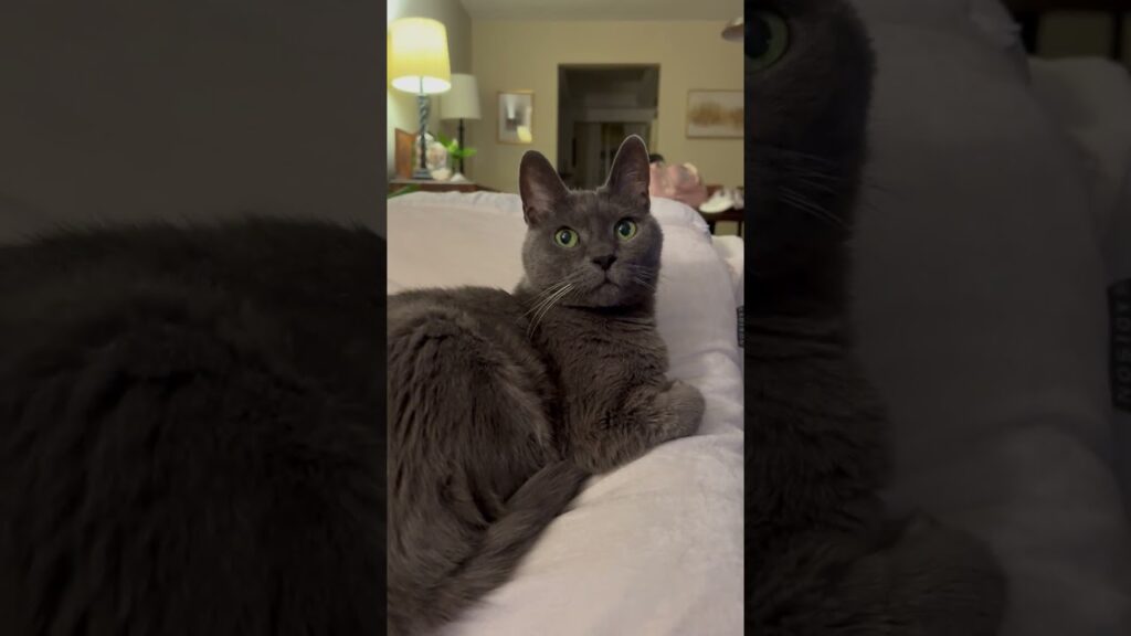 Checking if yawns are contagious to cats Checking if yawns are contagious to cats
