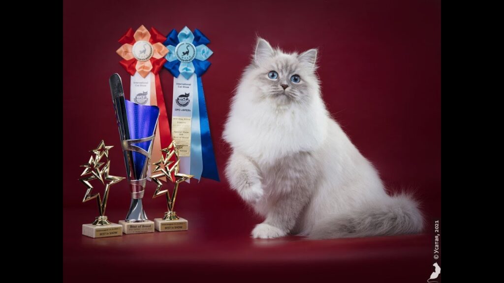 【サイベリアンの子猫ライブ4 見守り用】2025年3月12日ロシア産まれWCFチャンピオンのパンくんの赤ちゃんが産まれました ママは、同じくロシア産まれのすずちゃんです♪ 【サイベリアンの子猫ライブ4 見守り用】2025年3月12日ロシア産まれWCFチャンピオンのパンくんの赤ちゃんが産まれました ママは、同じくロシア産まれのすずちゃんです♪
